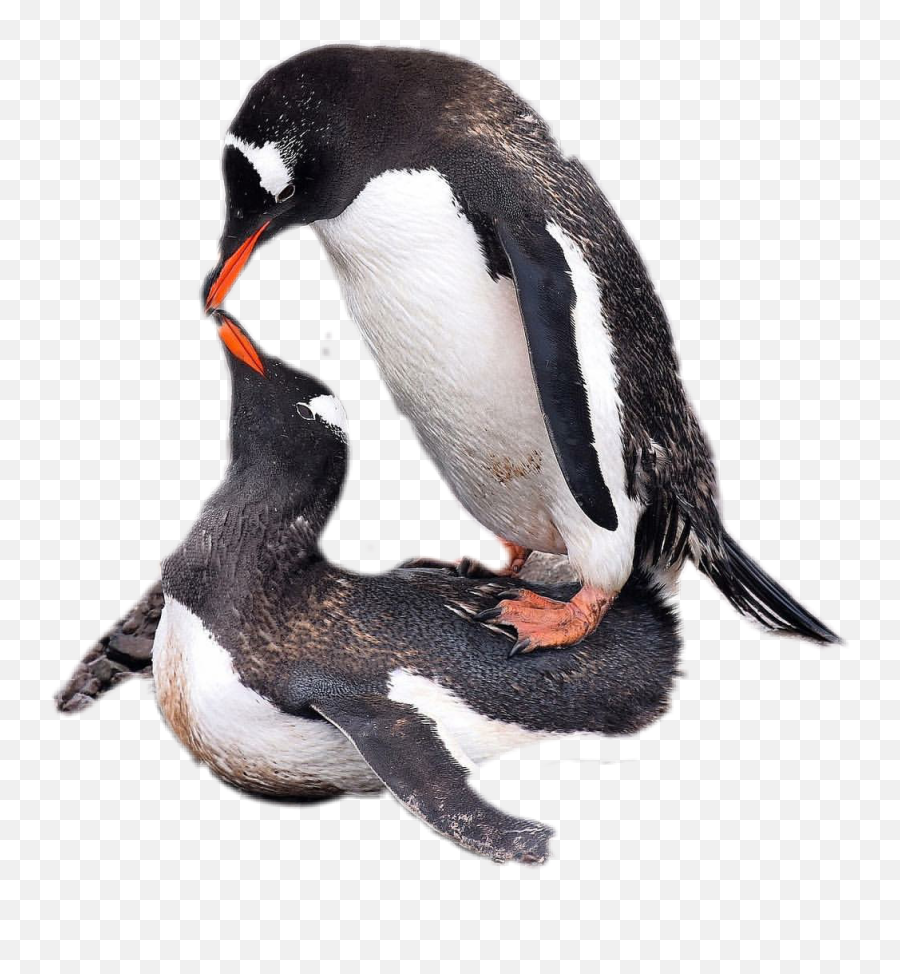 Penguins Sticker By Cherigoodman59 Emoji,Penguins Emoji