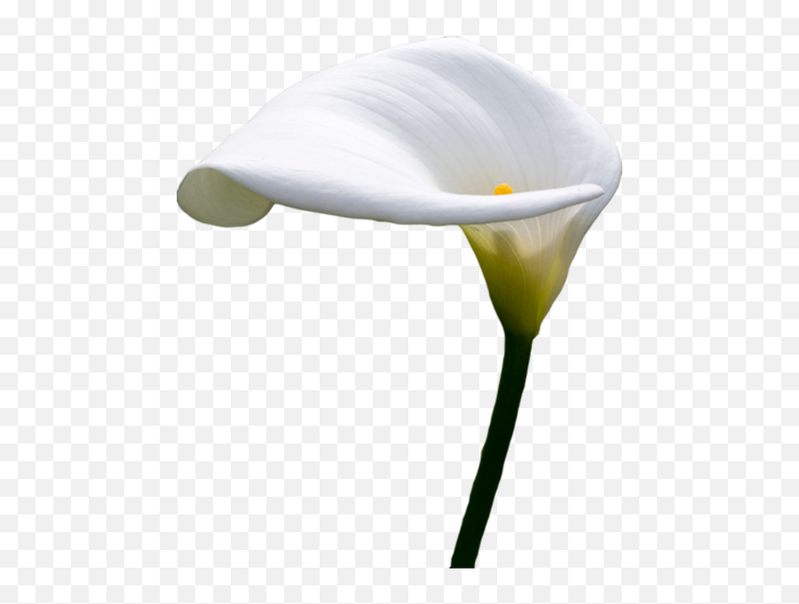 Calla Lilly Psd Official Psds - Lilly Transparent Emoji,Lilly Emoji