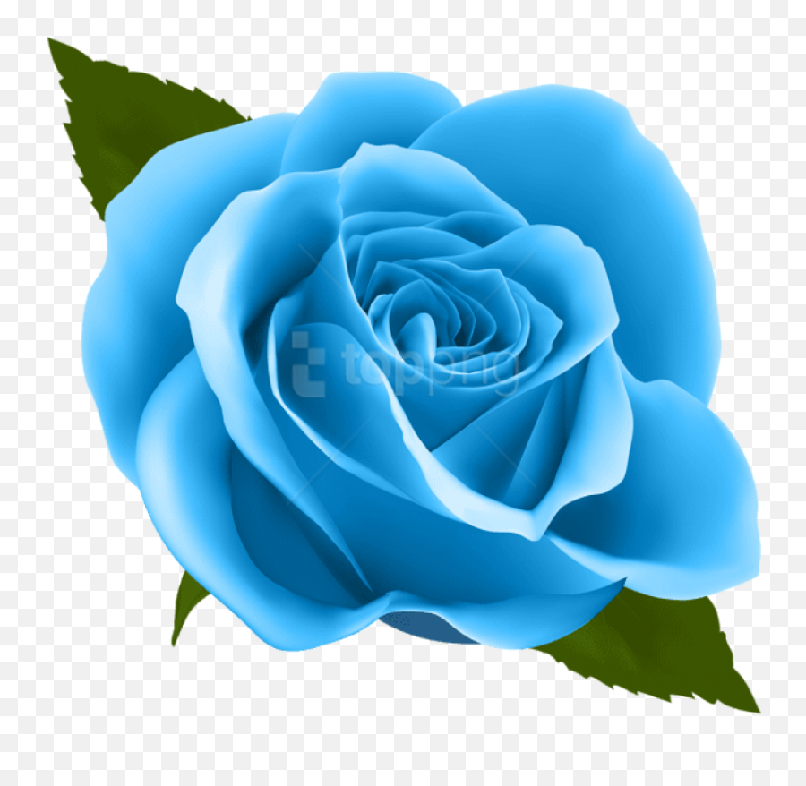 Free Png Images U0026 Free Vectors Graphics Psd Files - Dlpngcom Blue Rose Flower Png Emoji,Blue Rose Emoji