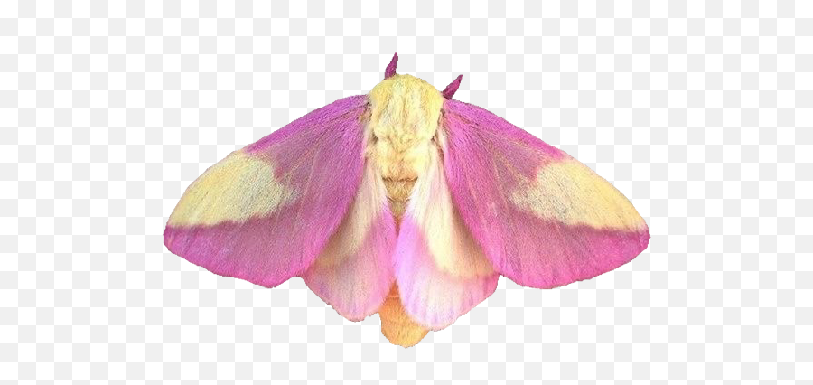 Moth Moths Insect Insects Sticker By Julia Green - Rosy Maple Moth Emoji,Moth Emoji