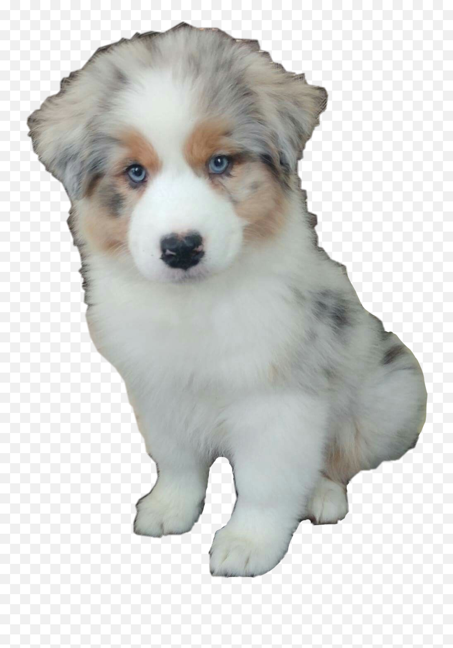 The Most Edited Emoji,Australian Shepherd Emoji