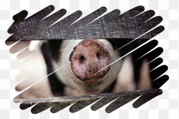 Quiz - Werkstuk Over Kernenergie Domestic Pig Emoji,Emoji Quiz Nederlands Antwoorden