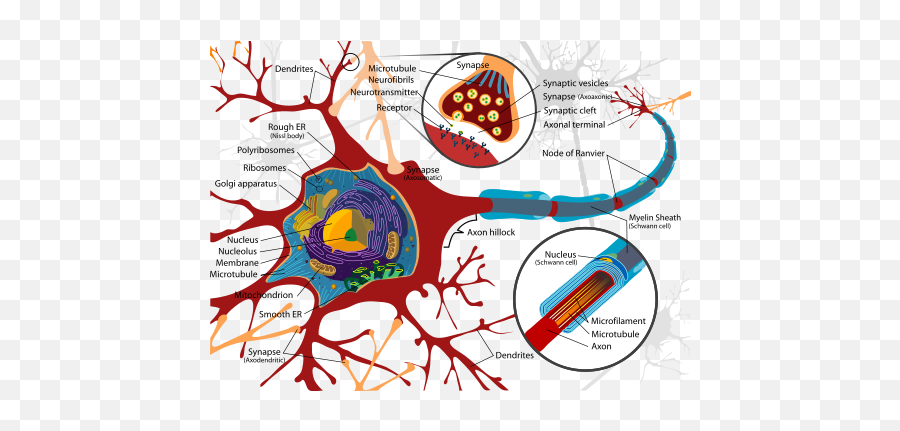 Mcat - Rough Endoplasmic Reticulum Neuron Emoji,7 Universal Emotions Mcat