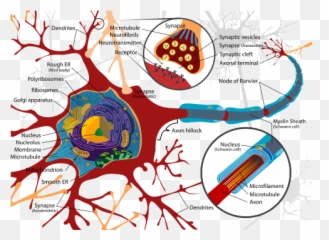 Mcat - Rough Endoplasmic Reticulum Neuron Emoji,7 Universal Emotions Mcat