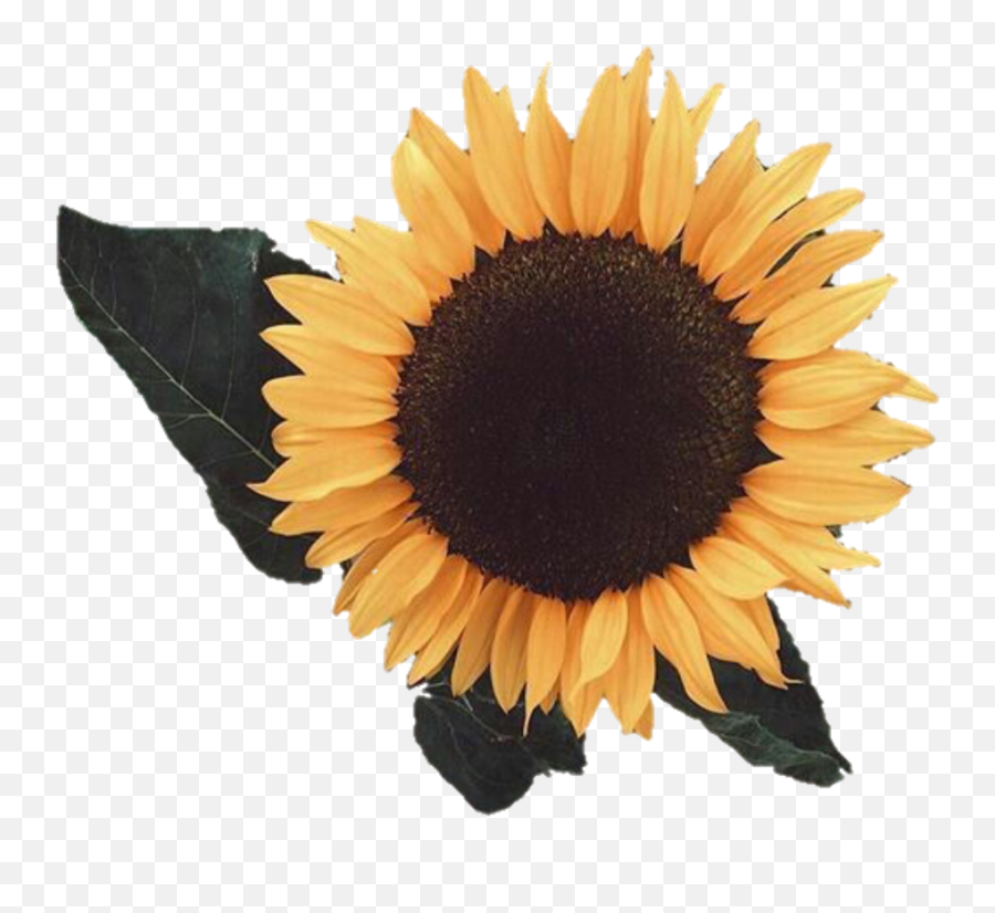 Aesthetic Sunflowers - Transparent Background Aesthetic Sunflower Png Emoji,Sunflower Emoji Iphone