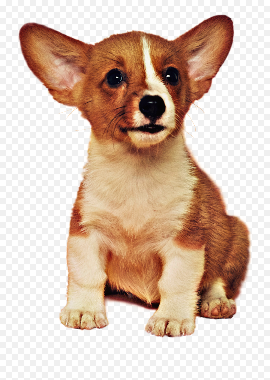 The Most Edited Puppies Picsart - Corgi Yellow Emoji,Chihuahua Black Tan Emoji Sticker