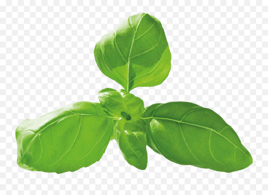 Italian Herbs Mill Emoji,Basil Leaf Emoji