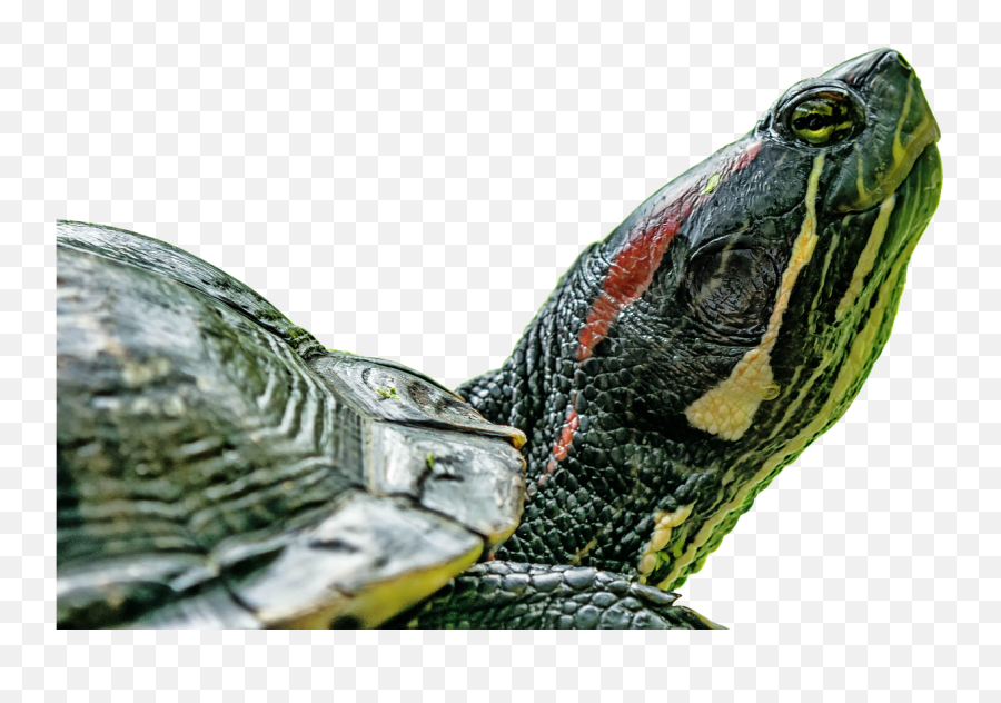 Turtlereptiletortoise Shellabstract - Wasserschildkröte Tortoise Cartoon Abstract Emoji,Turtle Shell Emoji