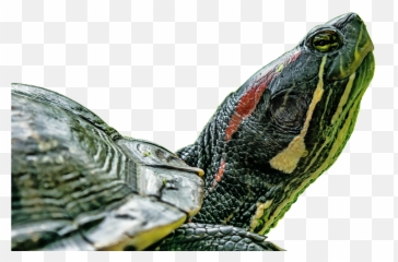 Turtlereptiletortoise Shellabstract - Wasserschildkröte Tortoise Cartoon Abstract Emoji,Turtle Shell Emoji
