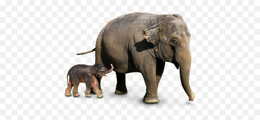Elephant Png - Elephant Png Transparent Background Emoji,Elephant Touching Dead Elephant Emotion