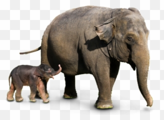 Elephant Png - Elephant Png Transparent Background Emoji,Elephant Touching Dead Elephant Emotion