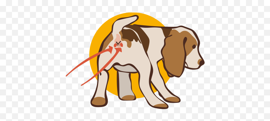 Anal Gland Problems In Dogs - Dog Anal Glands Emoji,Bbc Dogs Emotions