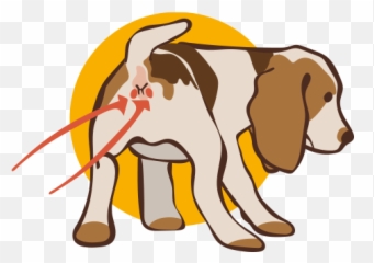 Anal Gland Problems In Dogs - Dog Anal Glands Emoji,Bbc Dogs Emotions