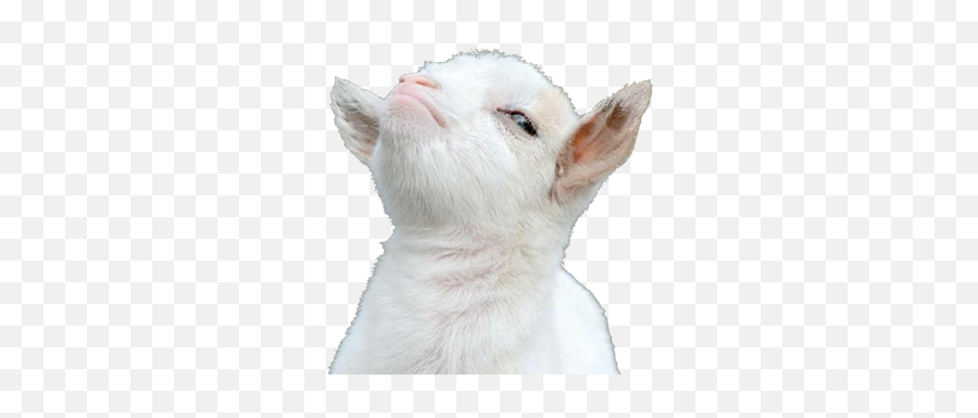 The Official Battle Head Smiley Thread 20 Archive - Rmbva Cute Goat Png Emoji,Lolidk Emoticon