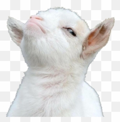 The Official Battle Head Smiley Thread 20 Archive - Rmbva Cute Goat Png Emoji,Lolidk Emoticon