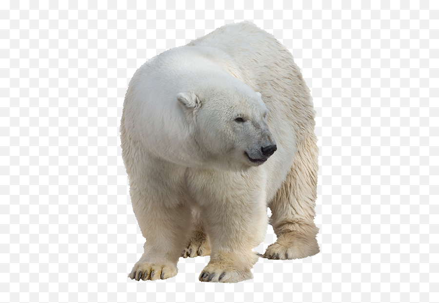 Png Images Polar Bear 33png Snipstock - Polar Bear Png Hd Emoji,Polar Emotions
