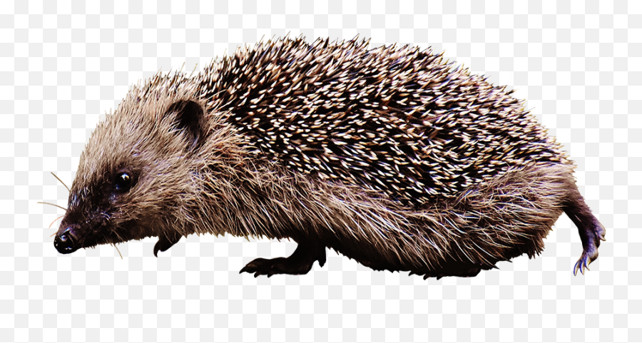 Hedgehog Clipart - Small Animal In Uk Emoji,What Does The Porxupine Emoticon