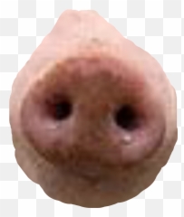 Pig - Pig Nose Png Emoji,Pig Nose Emoji