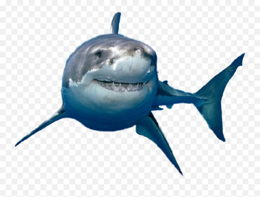 Sharksharks Sticker - Great White Shark Emoji,Shark Emoji