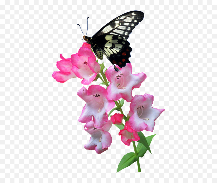 Summer - Butterfly On Flower Transparent Emoji,Gaura Summer Emotions