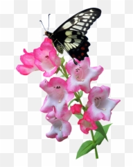 Summer - Butterfly On Flower Transparent Emoji,Gaura Summer Emotions
