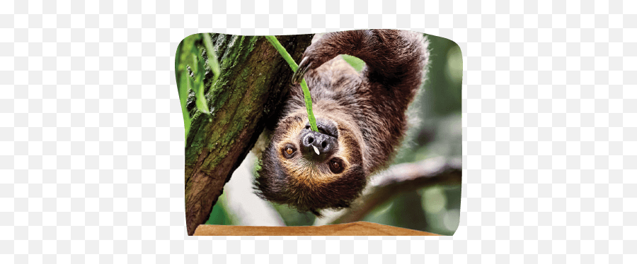 Sloth Landing U2013 St Augustine Alligator Farm Zoological Park - Sloth Eating Emoji,Sloth Emoticon Facebook