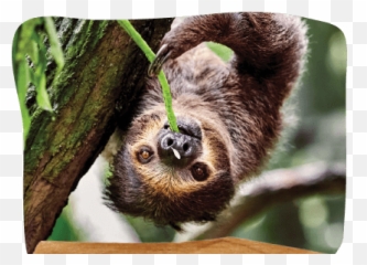 Sloth Landing U2013 St Augustine Alligator Farm Zoological Park - Sloth Eating Emoji,Sloth Emoticon Facebook