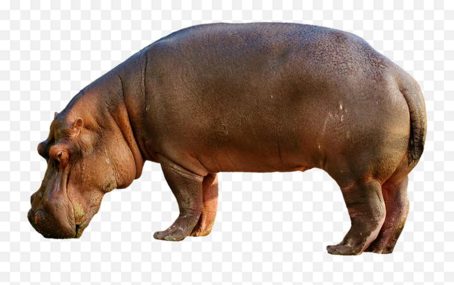 Free Photo Mammal Hippo Animal World Hippopotamus Africa Zoo - Hippopotamus Transparent Emoji,Levels Of Emotion In Zoo Animals