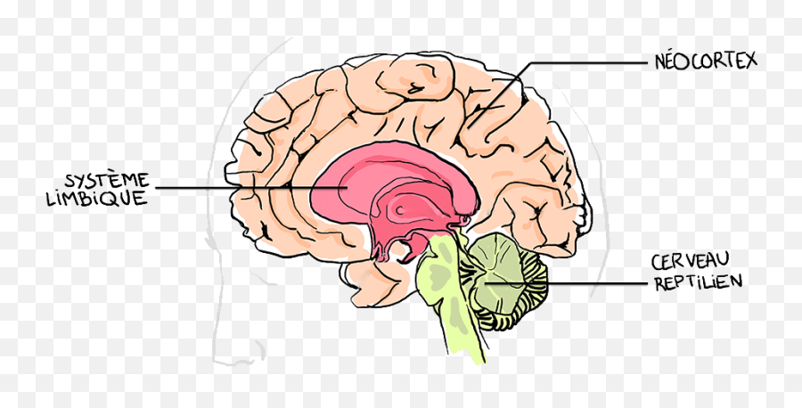 Home Foods For Mood Emoji,Neocortex Emotions