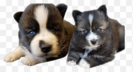 Los Angeles - Northern Breed Group Emoji,Dogs Trust Emoji