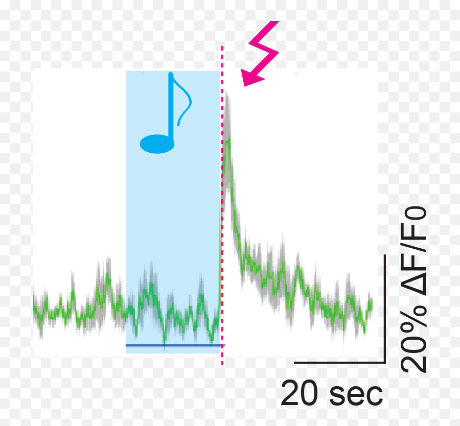 Uncovering The Neural Basis Of Fear Memories Sainsbury - Plot Emoji,Ledoux Emotions Uncovering The Neural Basis Of Fear Memories Sainsbury - Plot Emoji,Ledoux Emotions