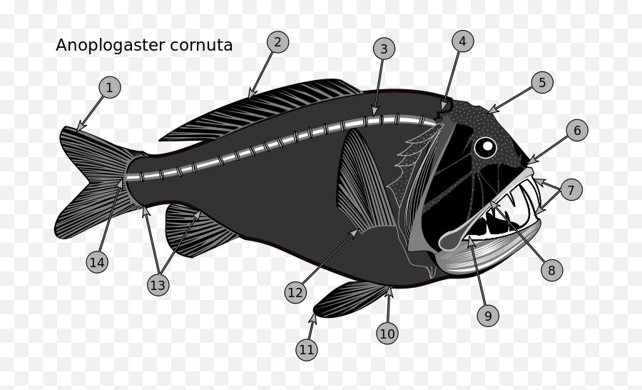 Fish - Anoplogaster Cornuta Emoji,Moron Emoji