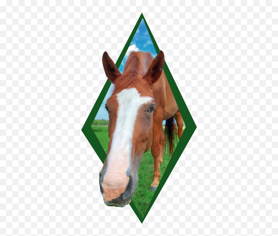 Horse Head Farm Animal Sticker - Konie Naklejki Na Cian Emoji,Horse Head Emoji