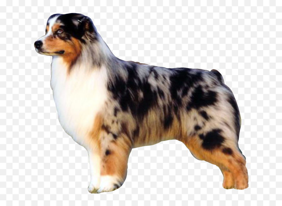 The Most Edited - Crufts Best In Show 2006 Emoji,Australian Shepherd Emoji