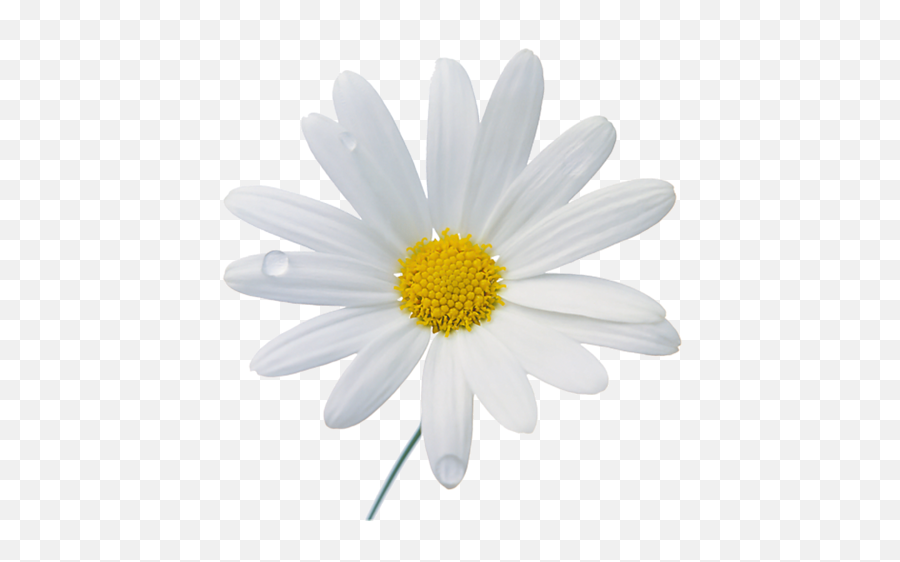 Chamomile Camomile Png Images Daisy - Camomile Png Emoji,Chamoile Emotions