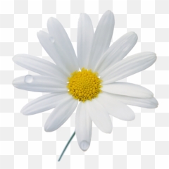 Chamomile Camomile Png Images Daisy - Camomile Png Emoji,Chamoile Emotions