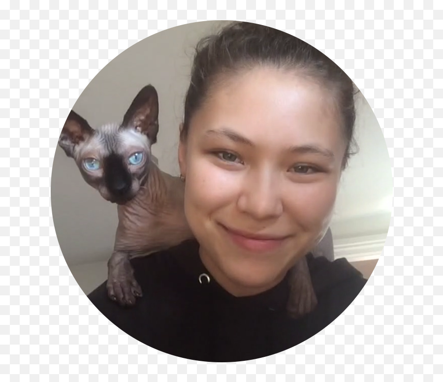 Sitters U2014 Brooklyn Cat Sitting - Sphynx Cat Emoji,Cat Tail Emotions