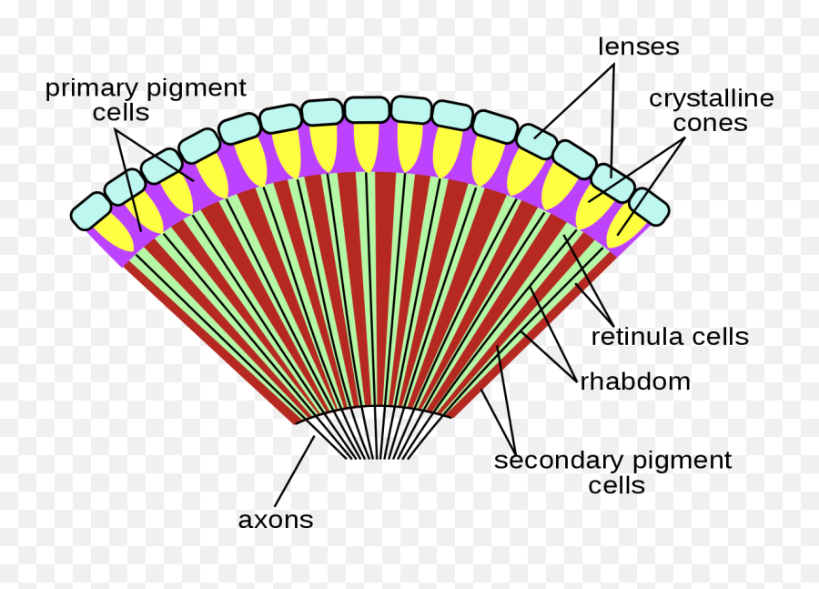 Eye Lens Png - Compound Eye Of Insect 775335 Vippng Emoji,Blue Eyeball Emoji