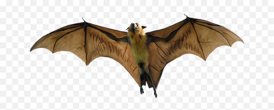 Murciélagos Bats Animales Png Animales Murcielagos Emoji,Adorbs Emojis