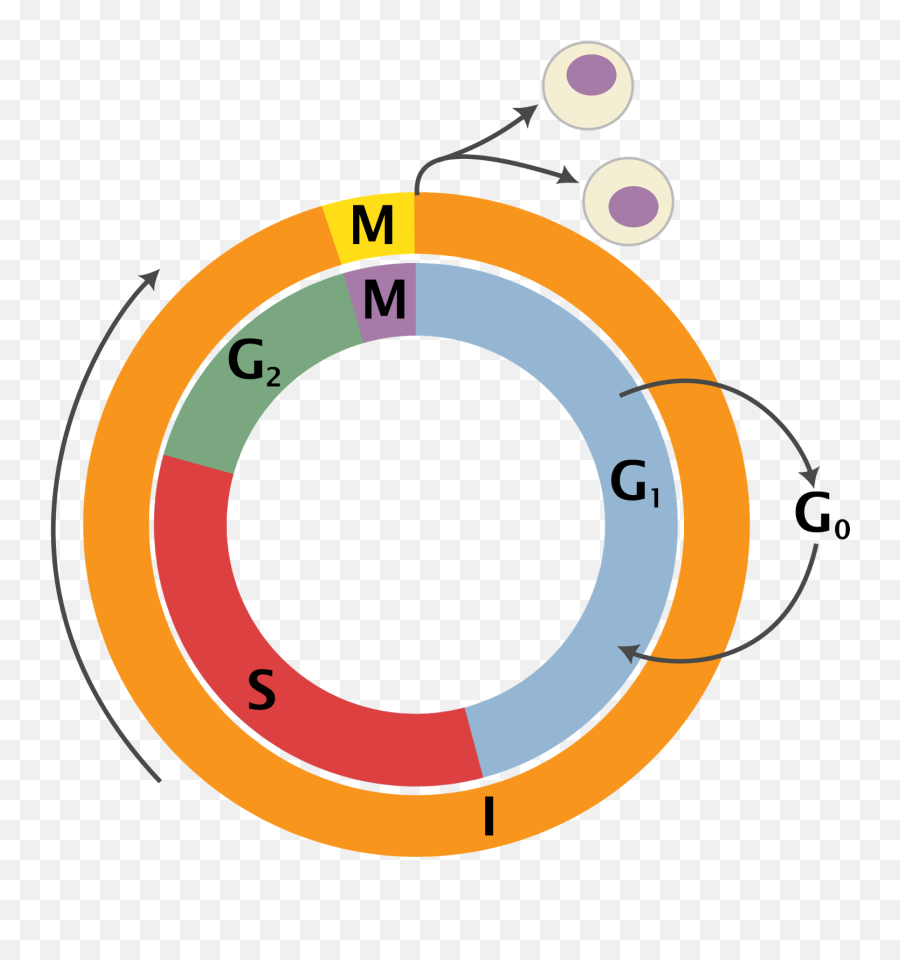 Dna Clipart Life Science Dna Life - Cell Cycle Png Emoji,Dna Emoji
