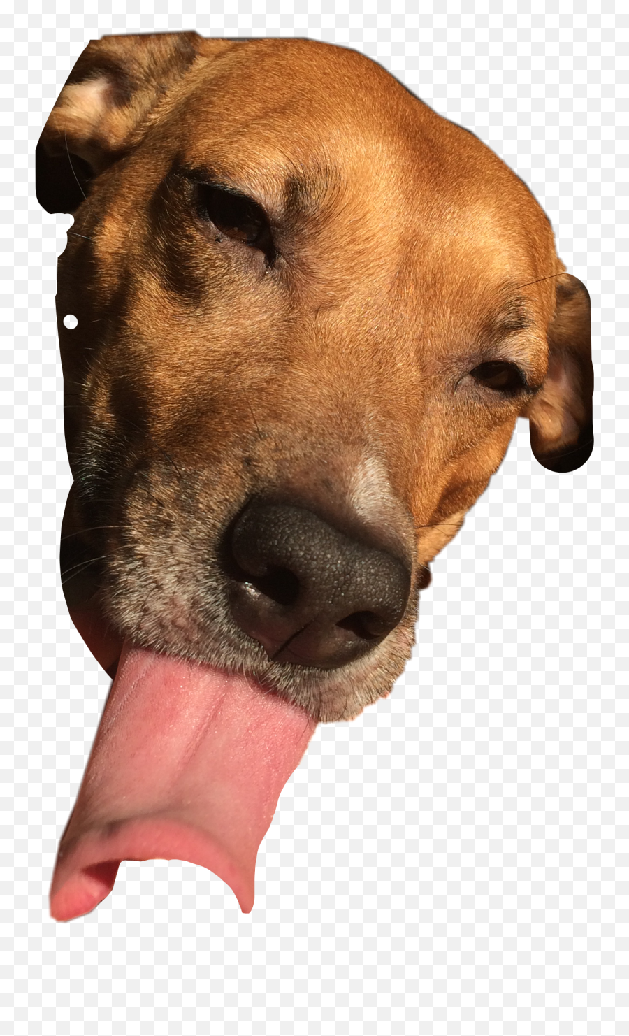 Dog Mydog Babe Pitbull Sticker By Ninaweisswange7 - Collar Emoji,Tongue Lick Emoji