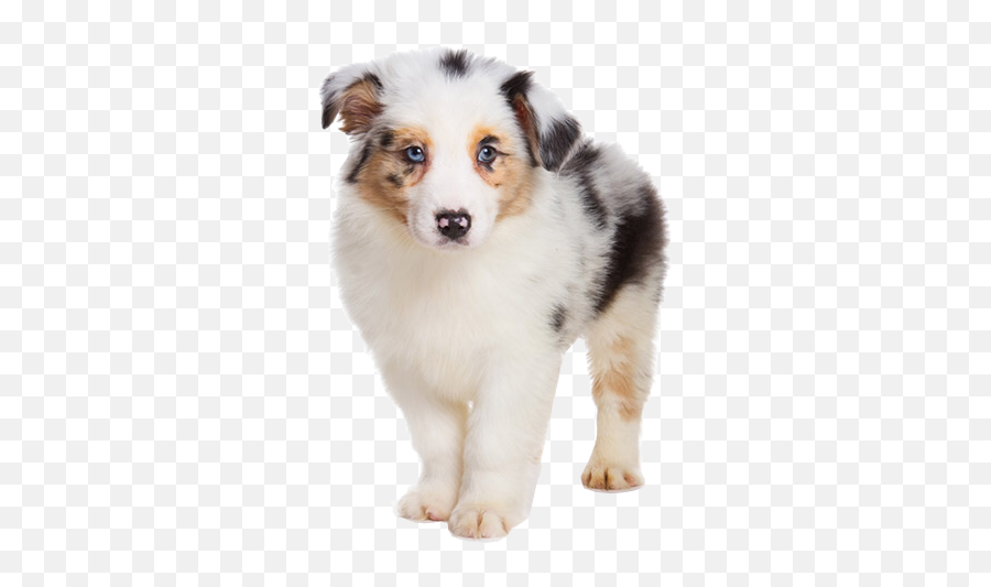 The Most Edited - Australian Shepherd Dog Emoji,Australian Shepherd Emoji