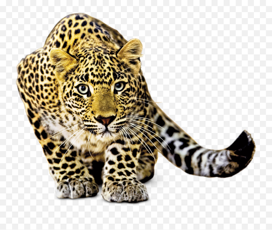 Animal Nature Png U0026 Free Animal Naturepng Transparent - Common Leopard Emoji,Emoji Animals Pack