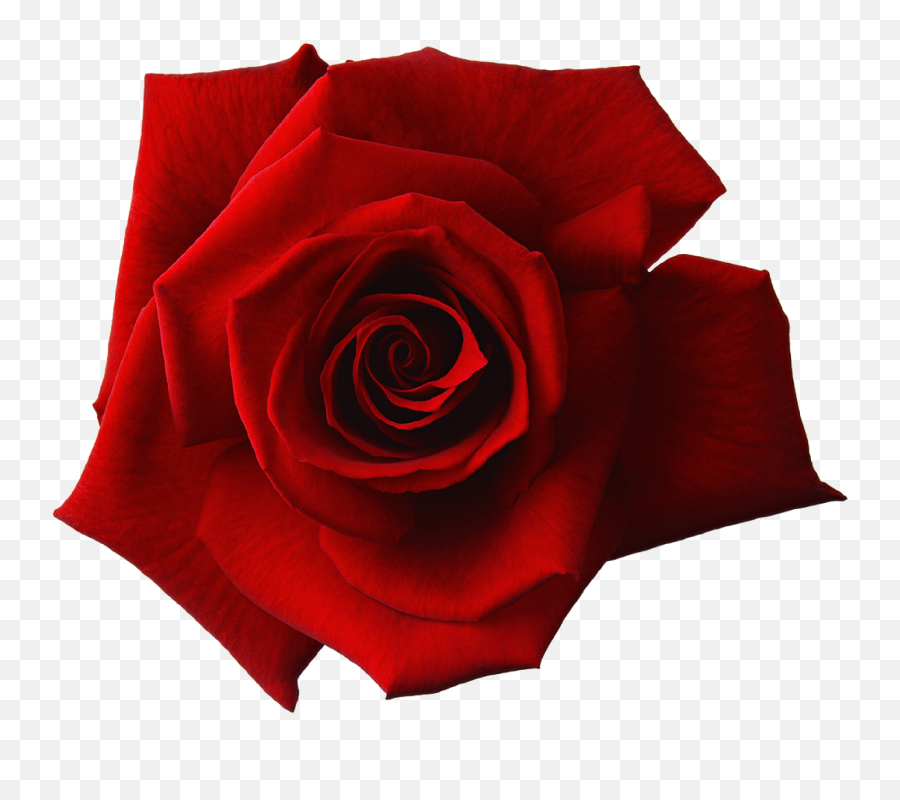 Red Rose R Emoji,Deep Emotions Roses