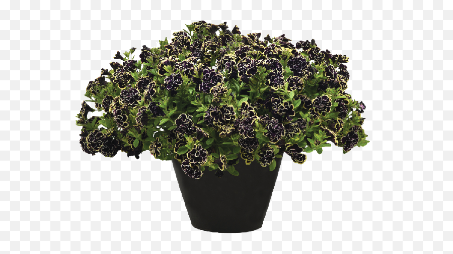 Petunia Midnight Gold - Gold Potted Plant Transparent Png Emoji,Picture Of Sweet Emotion Abelia In Garden
