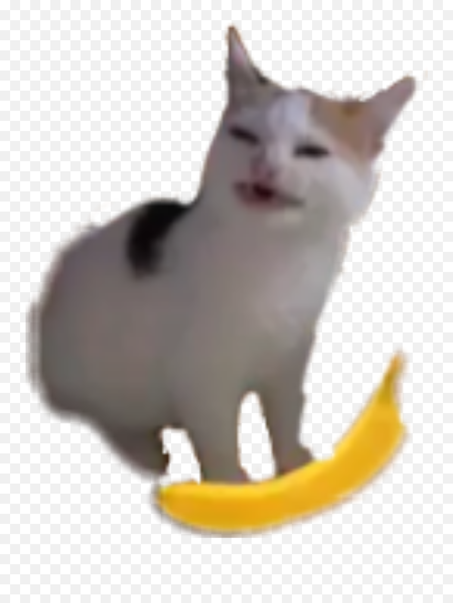 Banana Meme Cat - Angry Cat Meme Emoji,Cats Memes To Express Emotion