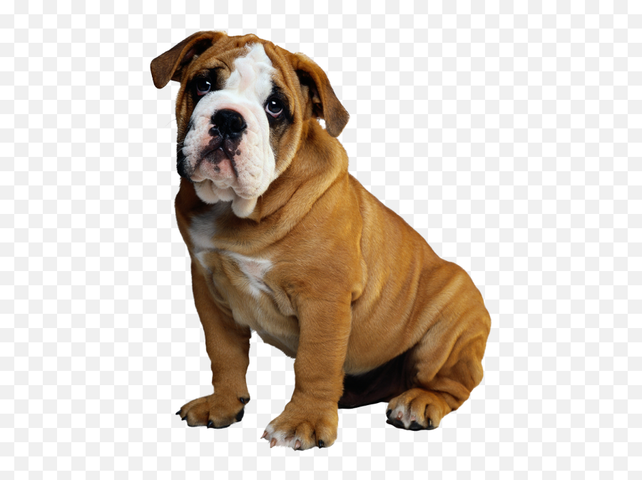 Cute Boxer Small Sitting Dog Png Images - Yourpngcom Emoji,English Bulldog Emoji