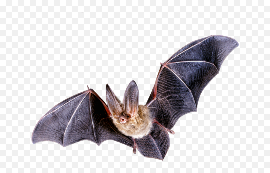 Halloween Bat Emoji - Northern Long Eared Bat Transparent,Smiley Turns Into Vampire Bat Emoticon