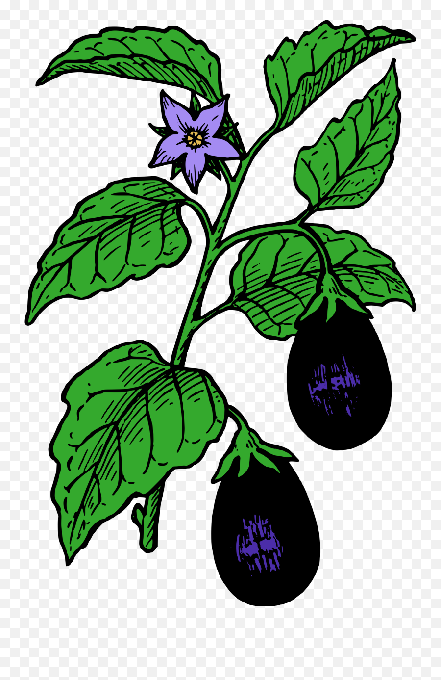 Brinjal Plant Images Drawing - Clip Art Library Brinjal Plant Images Drawing Emoji,Egg Plant Emoticon