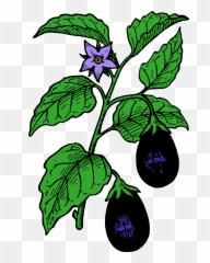 Brinjal Plant Images Drawing - Clip Art Library Brinjal Plant Images Drawing Emoji,Egg Plant Emoticon